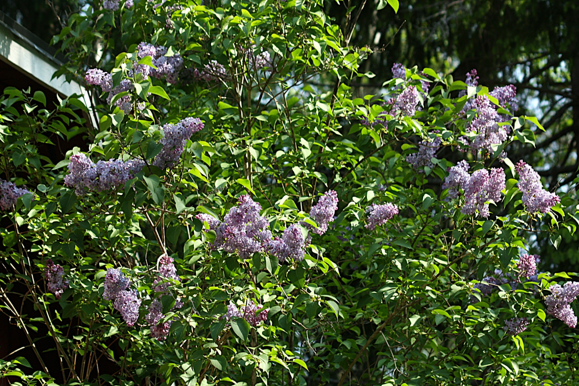 9 juni. Syrenerna i full blom.