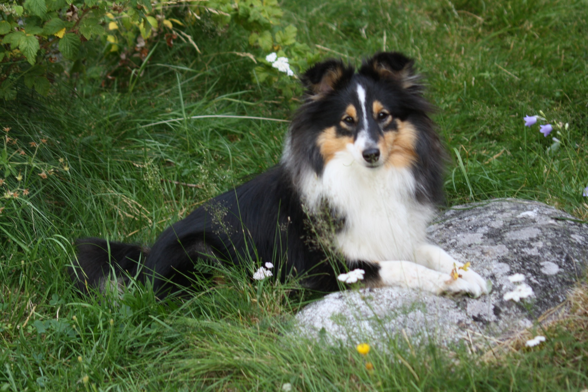 Nipornas Magic Trick "Sonja"