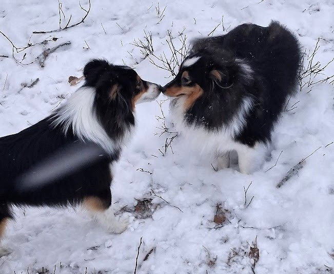 Fridas syster Charbel kom på besök och det blev pusskalas