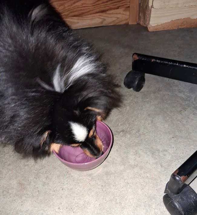 Man blir hungrig av alla utelekar och Charbel ser till att tömma matskålen