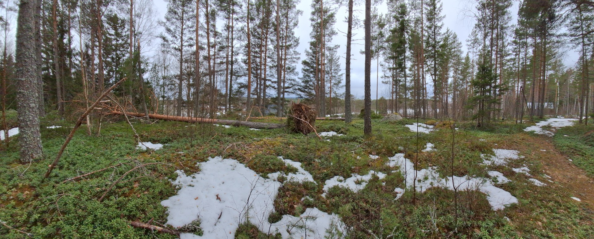 Vi kan nu gå stigen upp mot grusvägen. Vi ser att vintern gått hårt åt träden som ligger fällda på rad