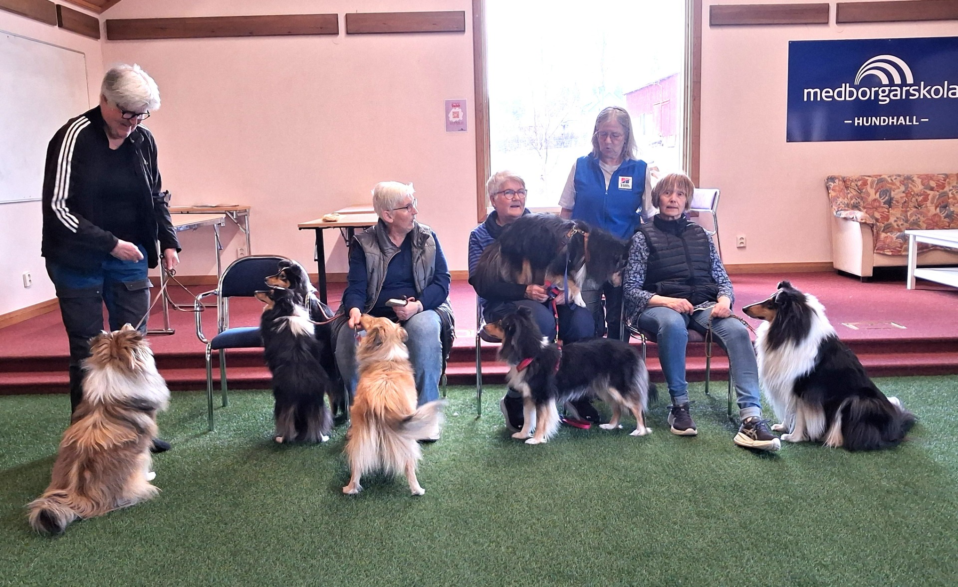 26 april. SSSK.s aktivitetsområde hade sheltieträff i Haffsta. Jättetrevlig dag med utställningsträning och prova-på-nosework.