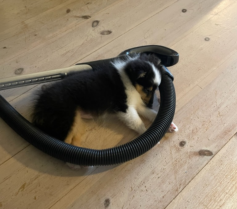 MaCita har hjälpt sin matte att dammsuga och det var jobbigt värre. Måste vila. Foto: Hassie Frölander, ägare.