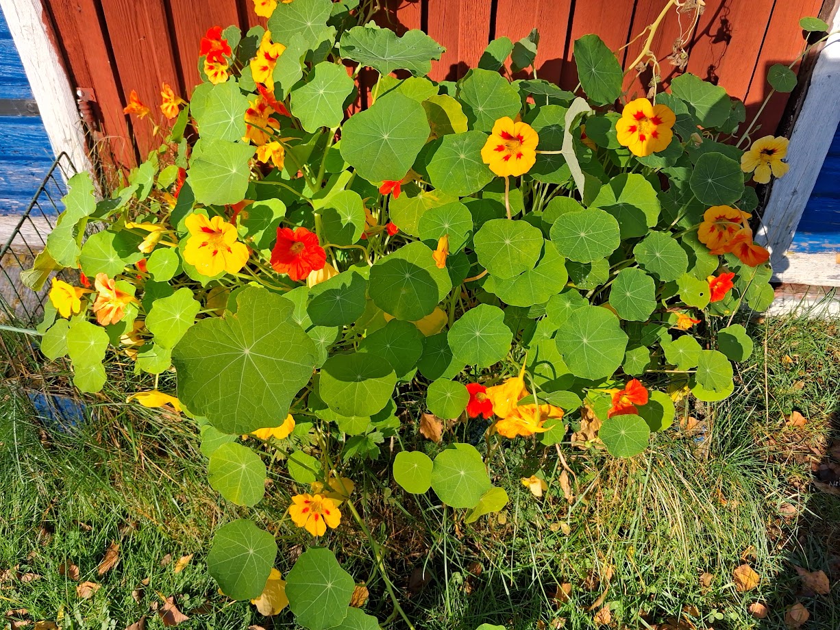 Ingen frost ännu fast det är 4 oktober.